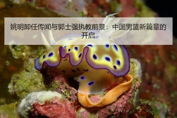 姚明卸任传闻与郭士强执教前景：中国男篮新篇章的开启